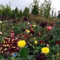 نهالستان افکاری