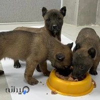 درمانگاه دامپزشکی دی - دکتر کاشانی