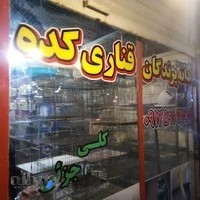 قناری کده