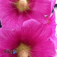 شرکت بیمه سینا نمایندگی جودکی