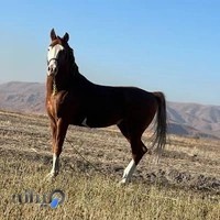 باشگاه اسب سواری زردکوه