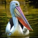 کلینیک تخصصی پرندگان پلیکان