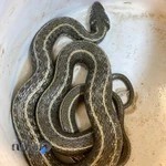 کلینیک دامپزشکی رویال