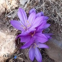 بوتیک مردانه پارسه