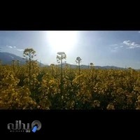 زبانکده پروین اعتصامی