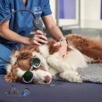 دکتر سمیه سلیمانی