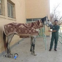 مطب دامپزشکی دکتر روزبهانی