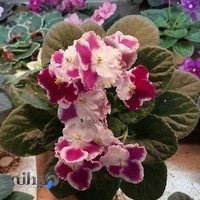 گلکده بهار،رامسر