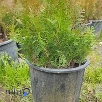 گلکده شقایق سرخ