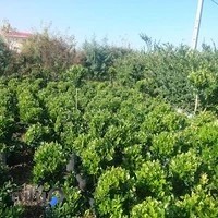 نهالستان دلیرنده