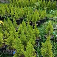 تالار قصر طلایی