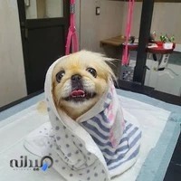 کلینیک دامپزشکی دلوین