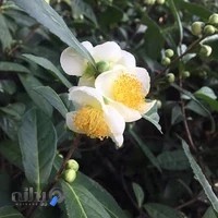 تولیدی گل و گیاه پیمان عباس زاده