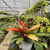 گل و گیاه نوری