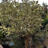 گل و گیاه مهرافرور