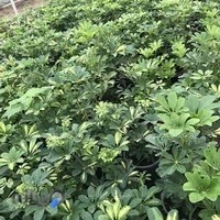 گلخانه تولید گیاهان آپارتمانی امیر سهرابی