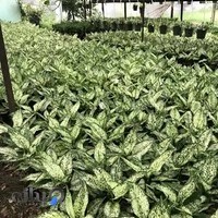 گلخانه تولید گیاهان آپارتمانی رحمت سهرابی