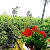 ویلای اجاره ای جنگلی چشم انداز