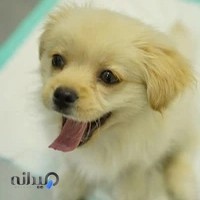 کلینیک دامپزشکی روژمان