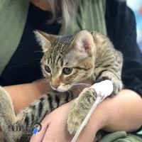 کلینیک دامپزشکی و پت شاپ دکتر سنایی راد اسلامشهر