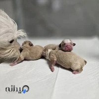 کلینیک دامپزشکی و پت شاپ بل