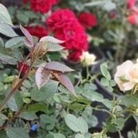 گلخانه رباط