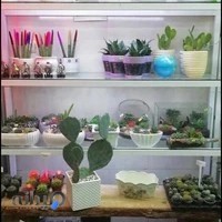 گل فروشی گلباغ