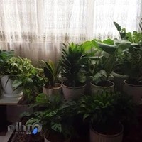 گل و گیاه بهرامی