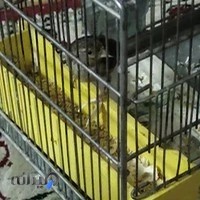 اگزوزسازی منصور