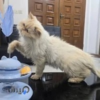 Nilpet veterinary clinic