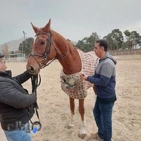 بیمارستان تخصصی دامپزشکی دکتر صابری افشار