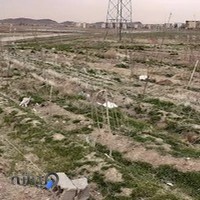 محمود ولی زاده