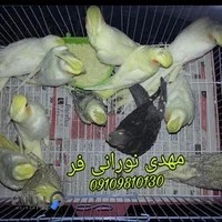 عروس هلندی نورانی فر