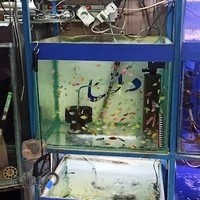 آکواریوم دلسا