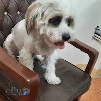 دامپزشکی بره سر خورگام