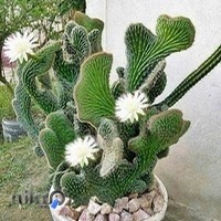 گلخانه پرشین