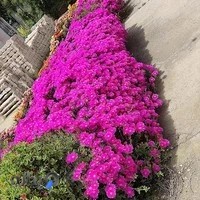 سنگبری حامی