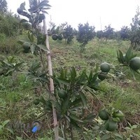 باغ عکس برداری و فیلم برداری دنیرا