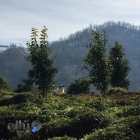 اقامتگاه بومگردي گيلاوا