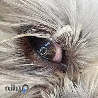کلینیک چشم حیوانات نگاه