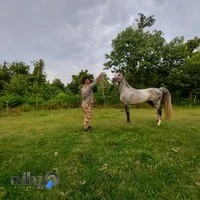 باشگاه سوارکاری خوش رکاب