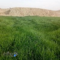 مسجد امام علی ع ناصراباد علیا