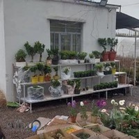 گلستان کاکتوس