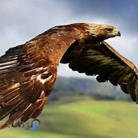 كارگزاري بورس بيمه ايران