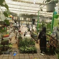 بازار گل و گیاه زنجان