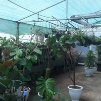 گلخانه ملکی