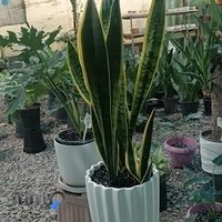 گل و گیاه گلوریا