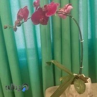 فیزیوتراپی جهش