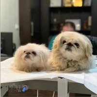 کلینیک دامپزشکی رویال