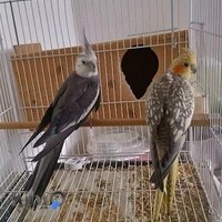 محمد پیامنی(ساری)